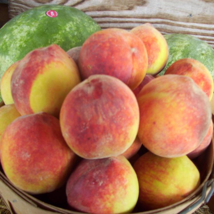 Georgia peach growers want colder weather this winter